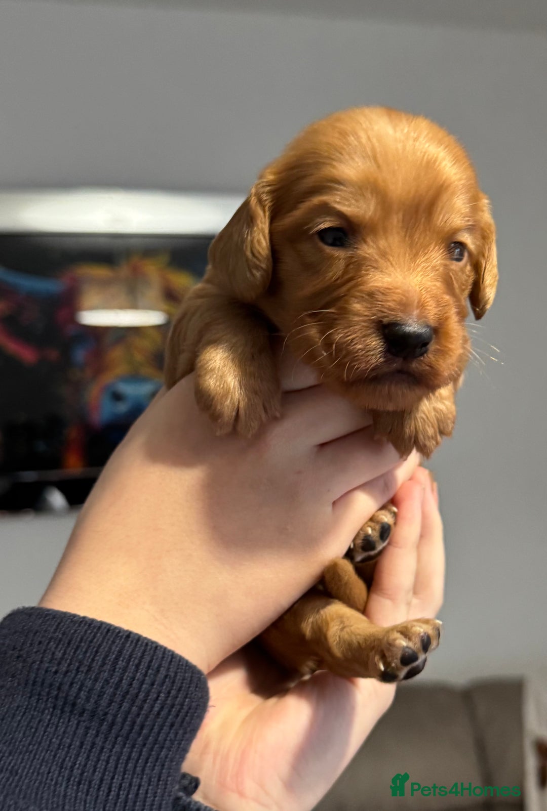Cocker Spaniel dogs for sale: Red Cocker Spaniel Puppies - Image 5