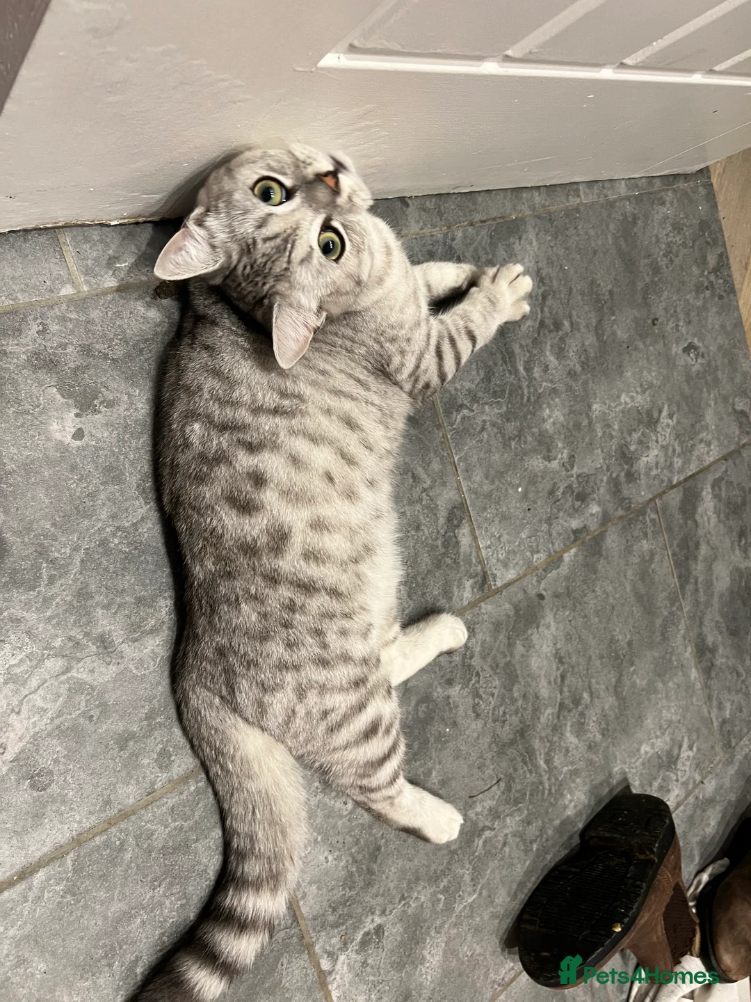 British Shorthair cats for sale: Active silver tabby british shorthair - Advert 7