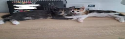 Mixed Breed cats for adoption: Boo for adoption - Advert 5