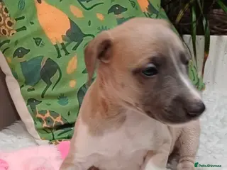 Whippet dogs KC REG WHIPPET PUPS - Advert 16