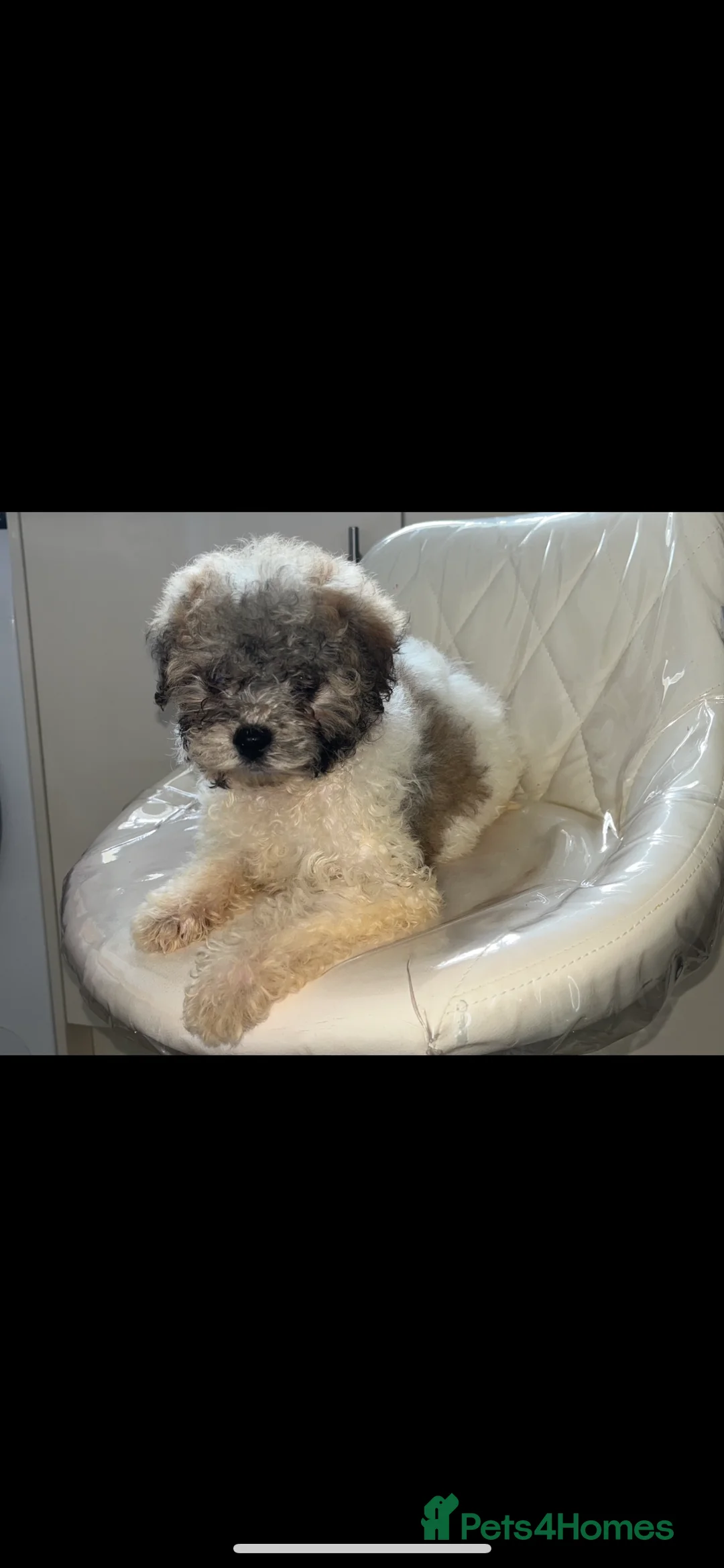 Shihpoo dogs for sale: Shih poo puppy  1 boy left - Advert 1