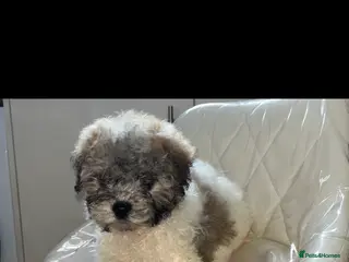 Shihpoo dogs Shih poo puppies - Advert 2