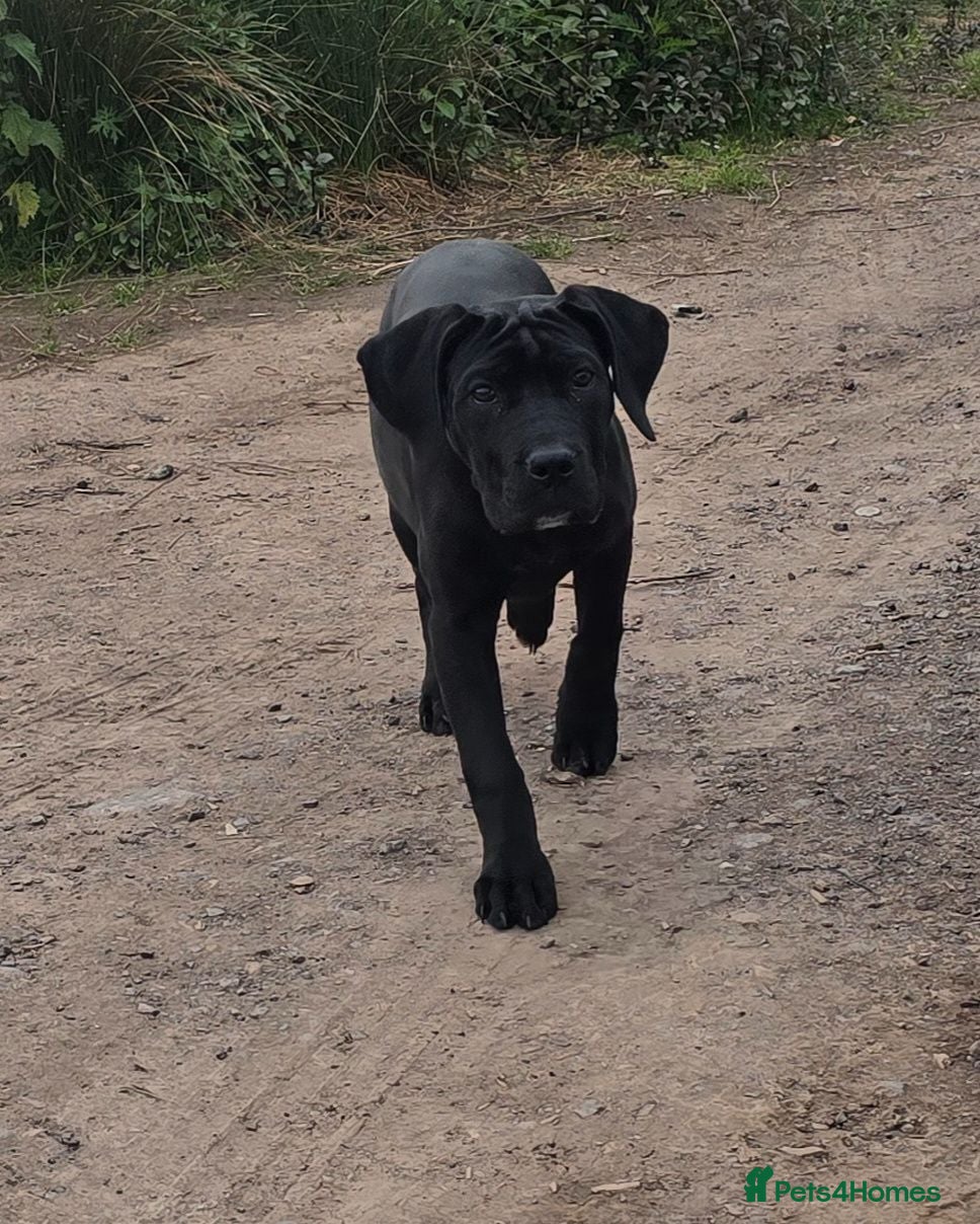 Mixed Breed dogs Cane corso x presa canario - Advert 2