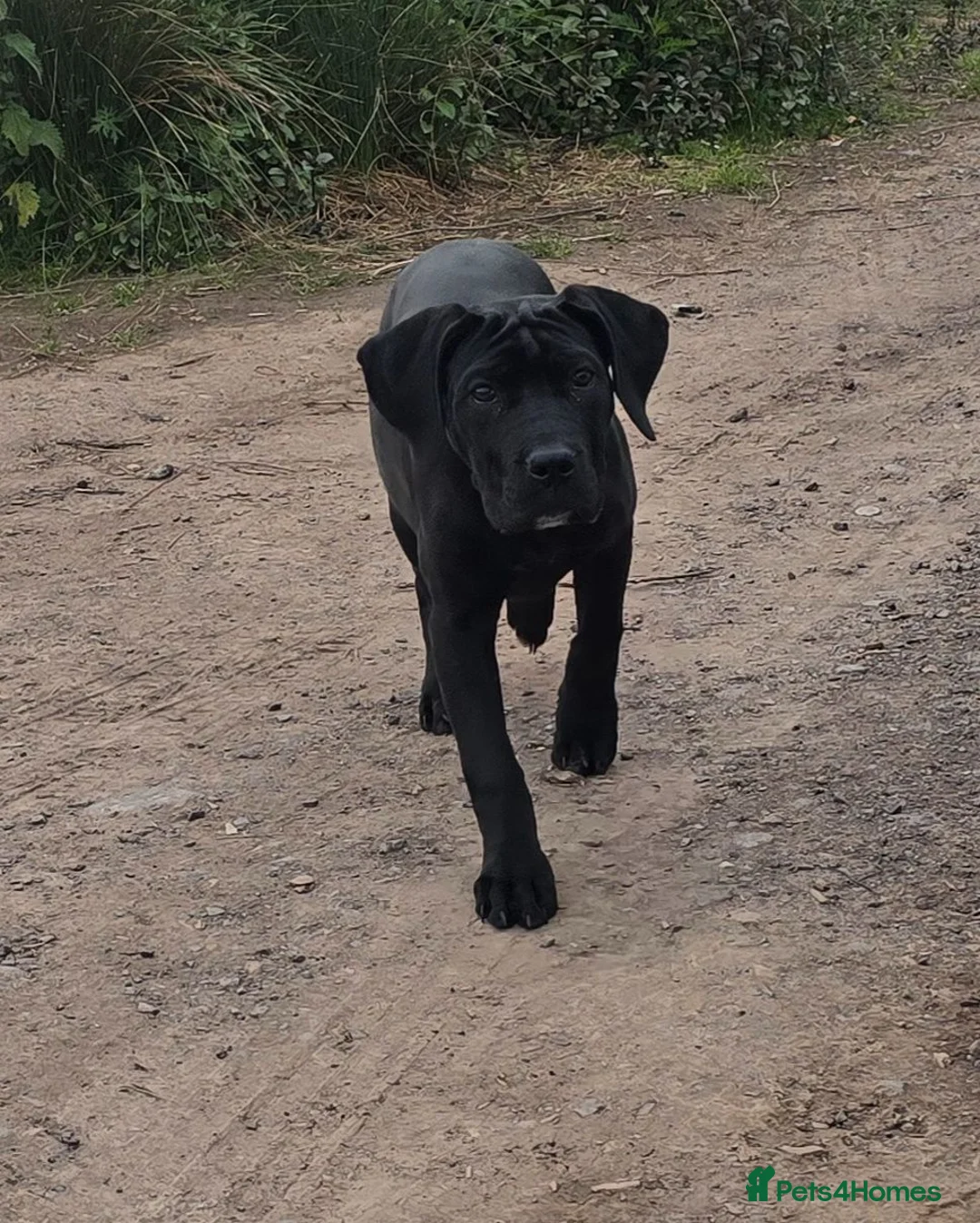 Mixed Breed dogs for sale: Cane corso x presa canario in Birkenhead - Advert 2