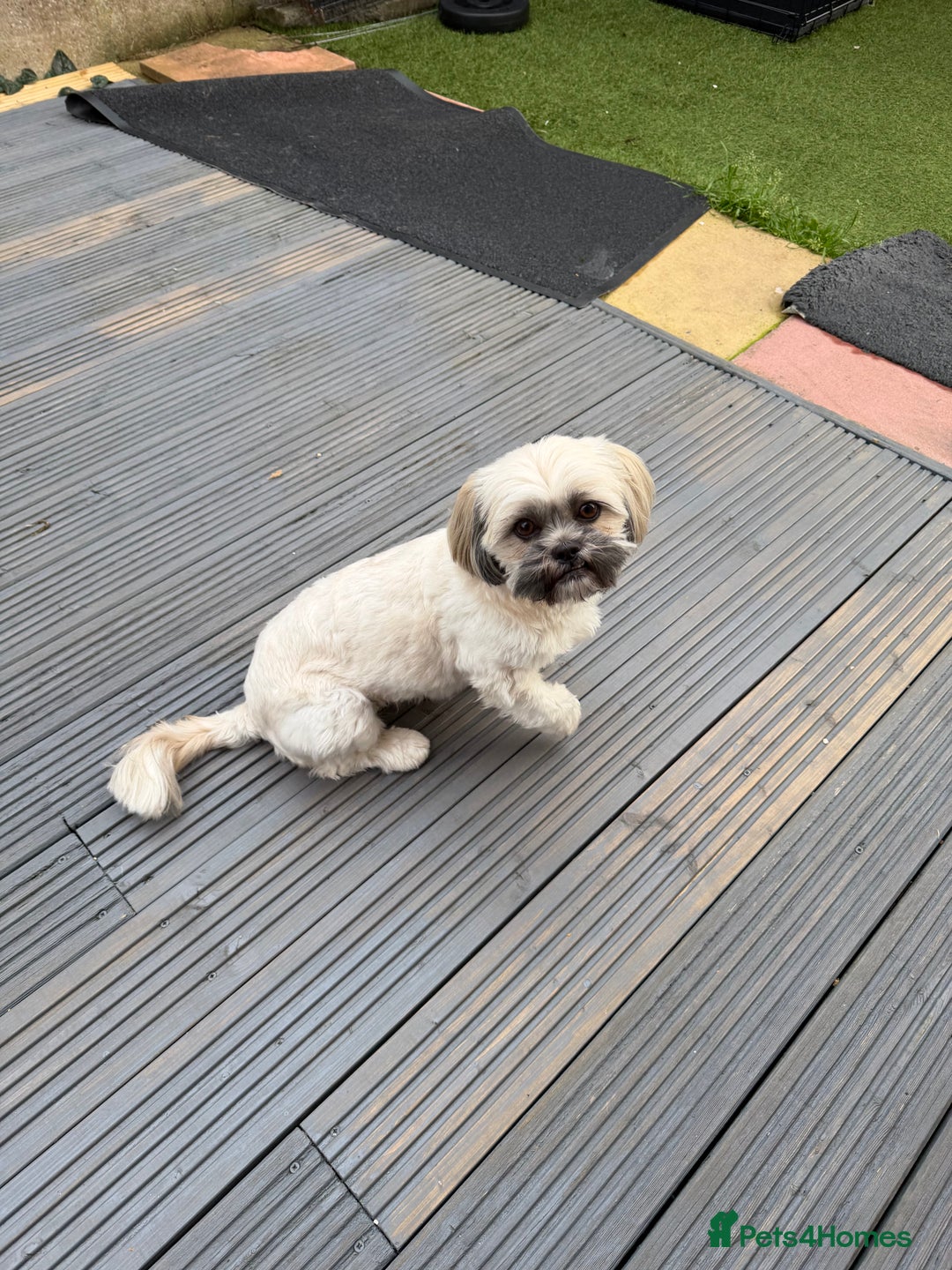 Shih Tzu dogs for sale: Shih tzu - Advert 1