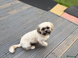 Shih Tzu dogs Shih tzu - Advert 1