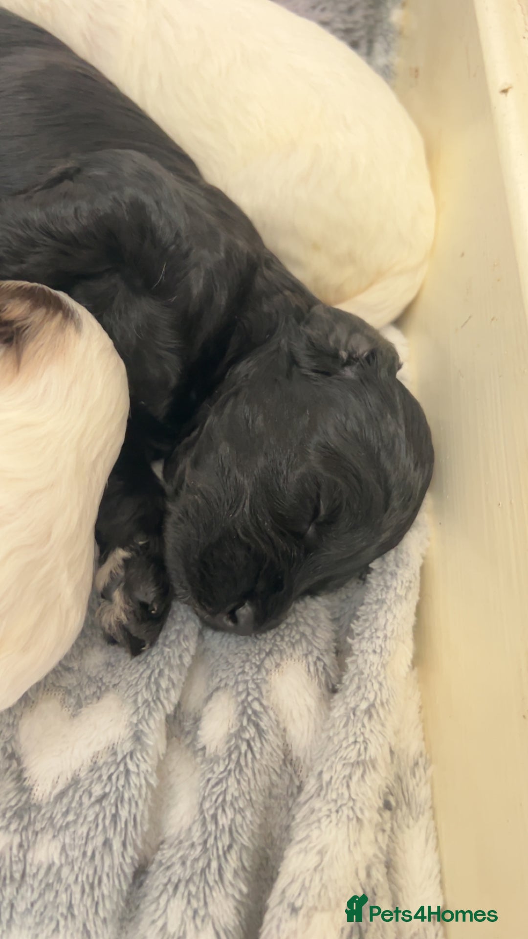 Cockapoo dogs for sale: Multi-Gen Cockapoo Puppies for sale.  - Image 13