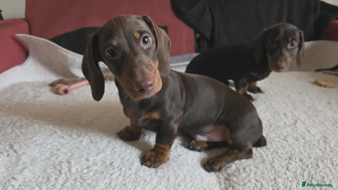 Miniature Dachshund dogs for sale: Miniature dashound  - Advert 13