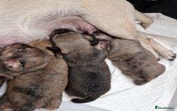 Mixed Breed dogs for sale: Puppies  - Image 2