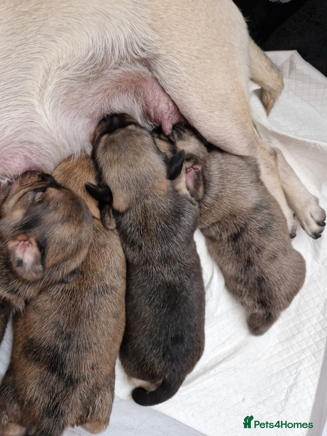 Mixed Breed dogs for sale: Puppies  - Image 2