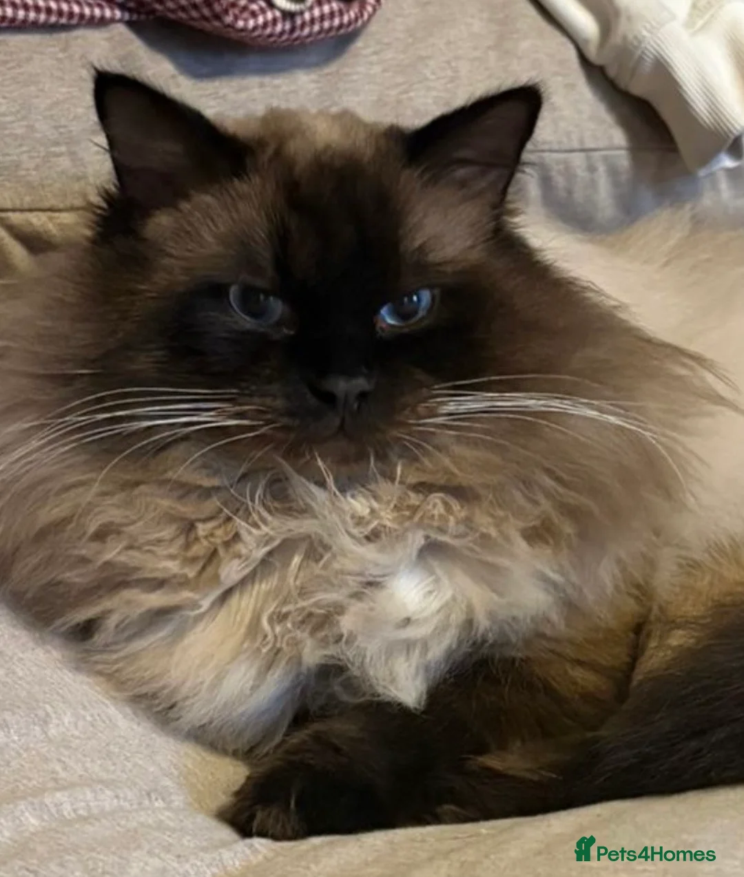 Ragdoll cats for sale: Ragdoll kittens  - Advert 2