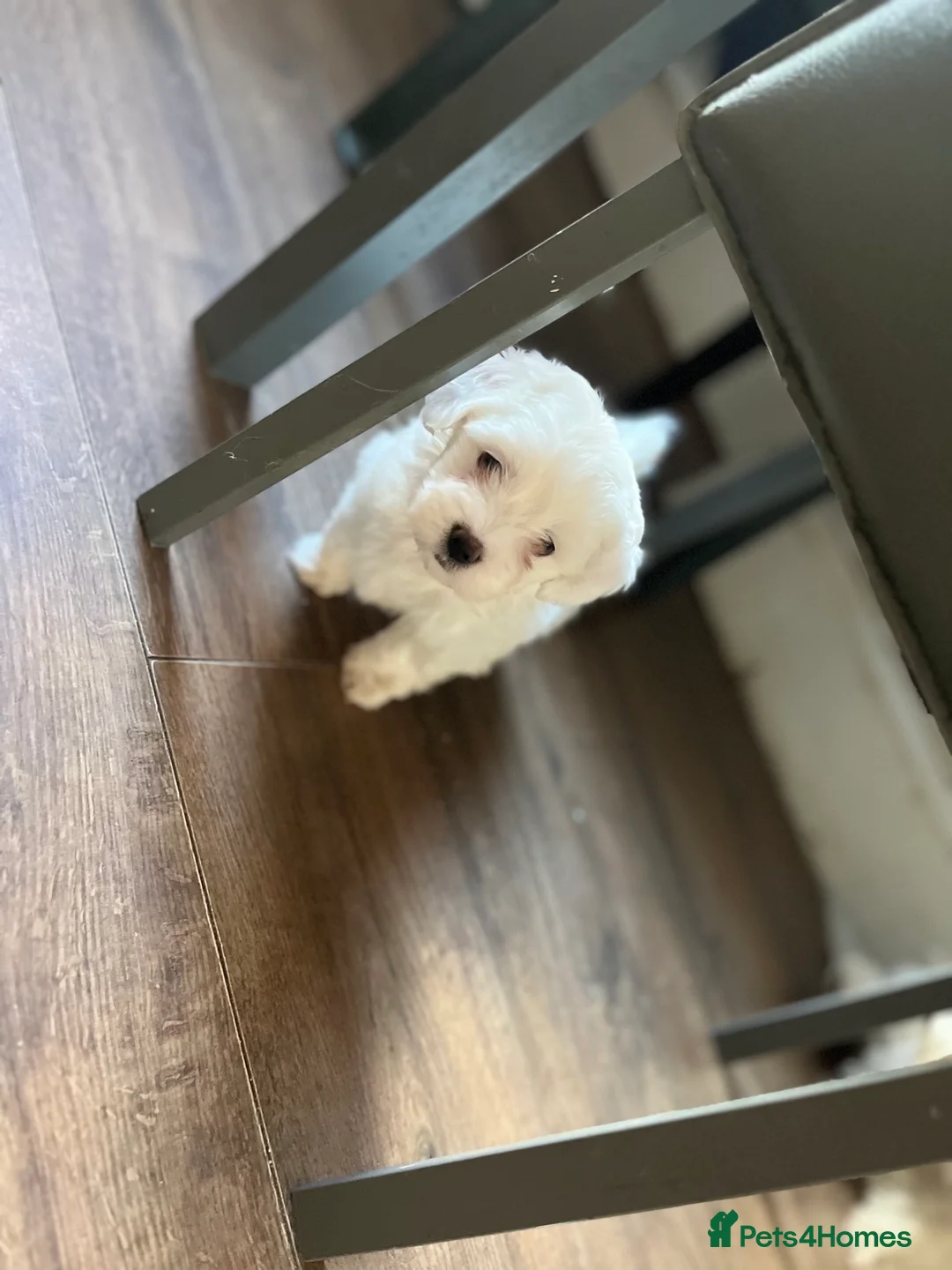 Maltese dogs for sale: Maltese puppies  - Advert 15