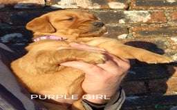 Golden Retriever dogs for sale: KC GOLDEN RETRIEVER PUPPIES, HEALTH SCORED PARENTS - Advert 10