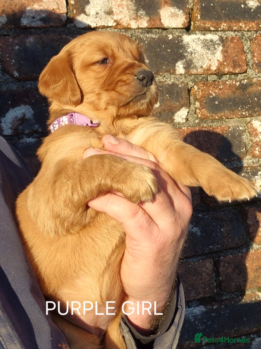 Golden Retriever dogs for sale: KC GOLDEN RETRIEVER PUPPIES, HEALTH SCORED PARENTS - Advert 10