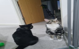 British Shorthair cats for sale: British short hair kitten  - Image 11