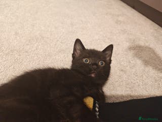 Mixed Breed cats Beautiful kitten for loving homes - Advert 6