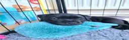 Staffordshire Bull Terrier dogs for sale: Stunning staffy's - Advert 10