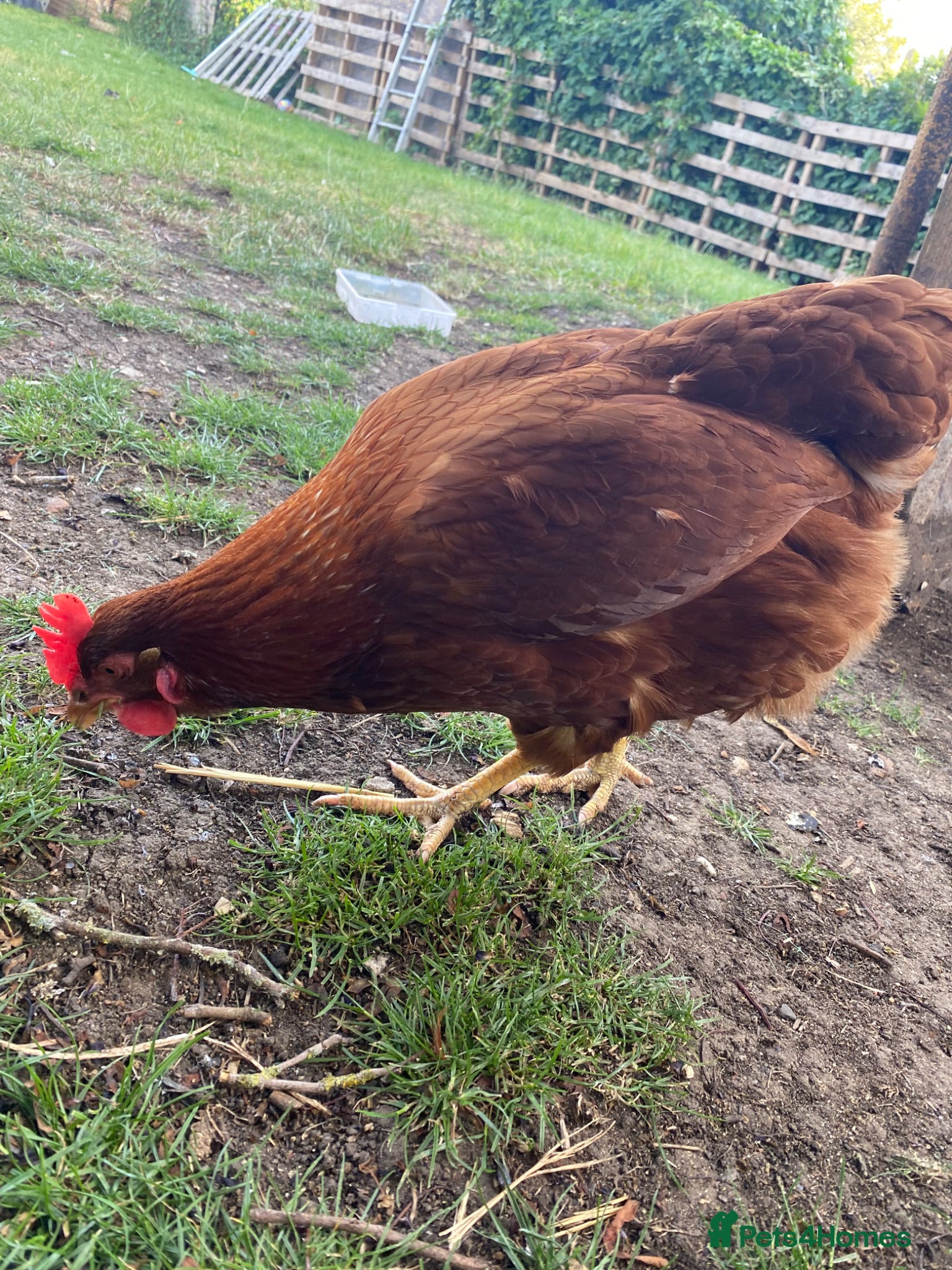 Chickens poultry Female chickens for sale - Advert 15