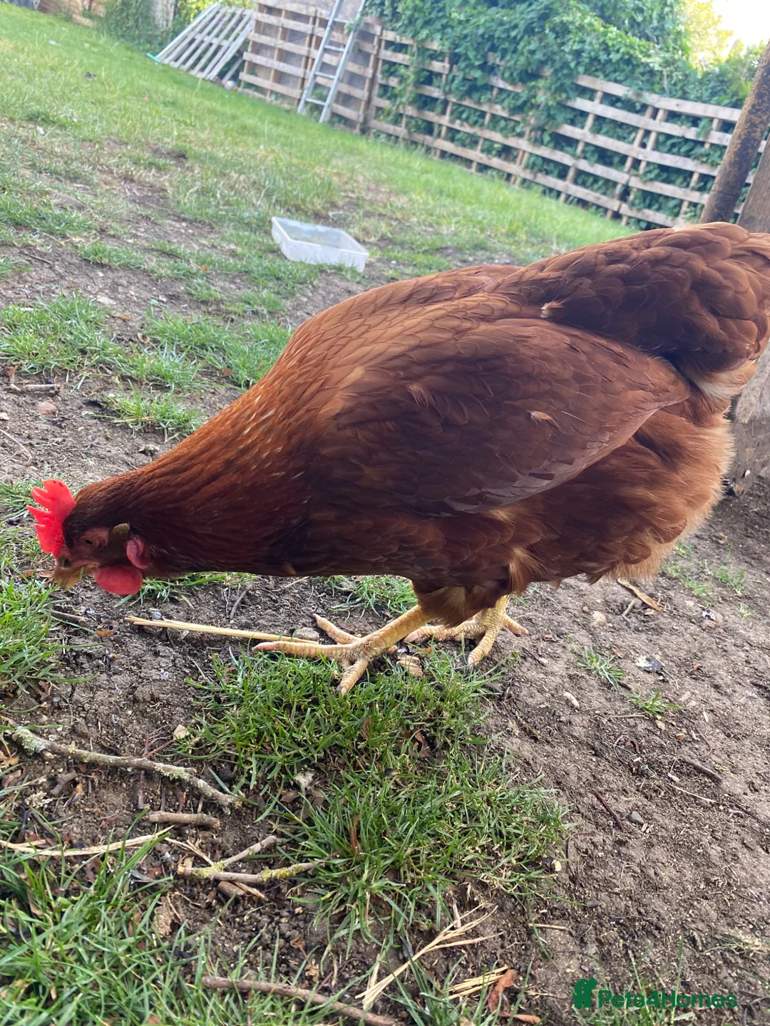 Chickens poultry for sale: Female chickens for sale - Advert 1