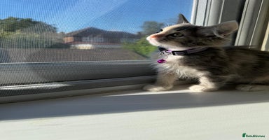 Mixed Breed cats - Advert 2
