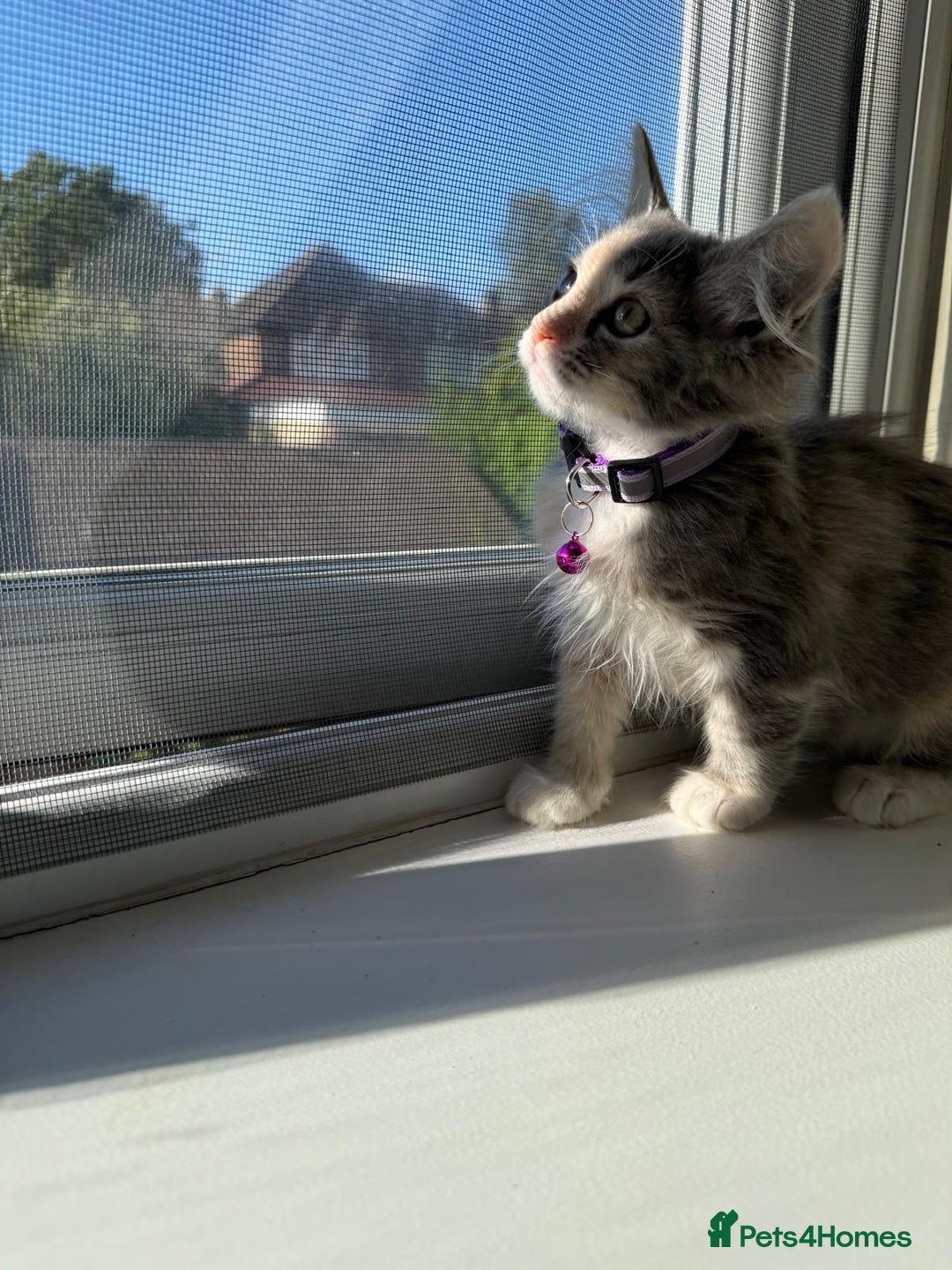 Mixed Breed cats for sale: Adorable Ragdoll and Norwegian Forest Kittens - Image 4