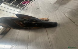 Mixed Breed dogs for sale: German Shepard/ Rottweiler  - Image 1