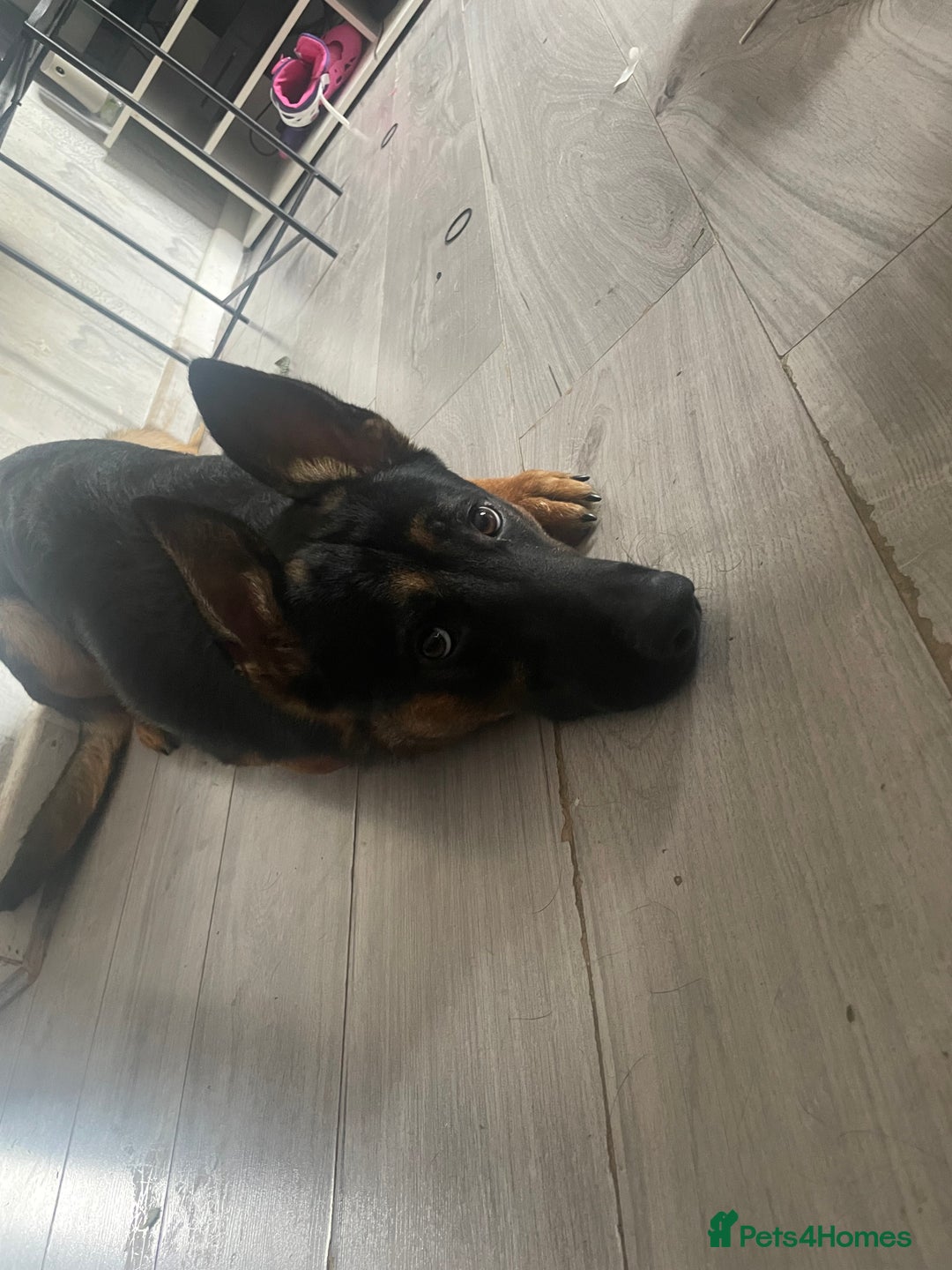 Mixed Breed dogs for sale: German Shepard/ Rottweiler  - Image 1