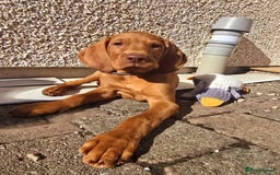 Hungarian Vizsla dogs for sale: 2 viz boys looking for loving homes - Image 1