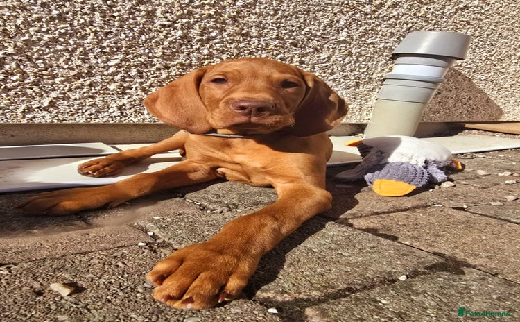 Hungarian Vizsla dogs - Advert 2
