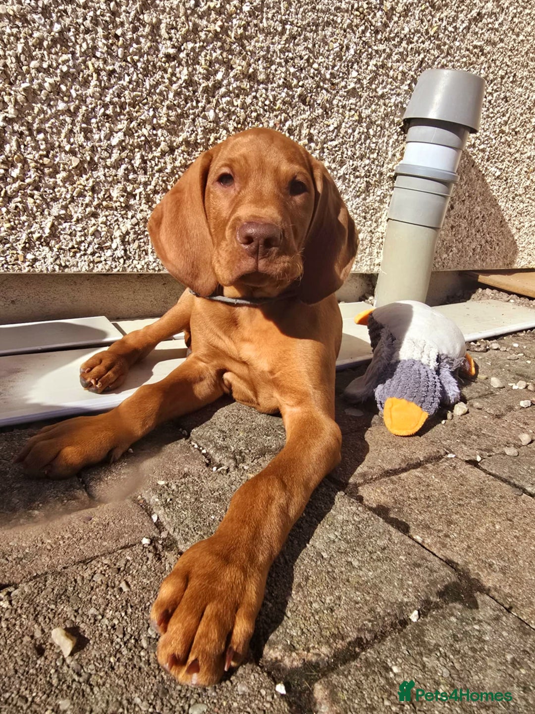 Hungarian Vizsla dogs for sale: 2 viz boys looking for loving homes - Image 1
