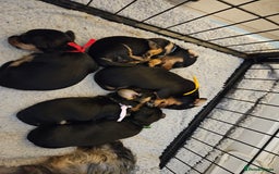Mixed Breed dogs for sale: Yorkie x daxy puppies  - Image 7