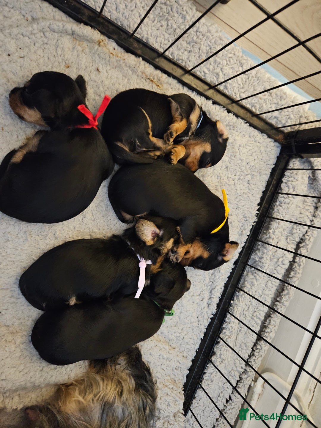 Mixed Breed dogs for sale: Yorkie x daxy puppies  - Image 7
