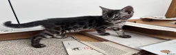 Bengal cats for sale: READY NOW ActiveTICA SilverCharcoal Bengal Kittens - Advert 12