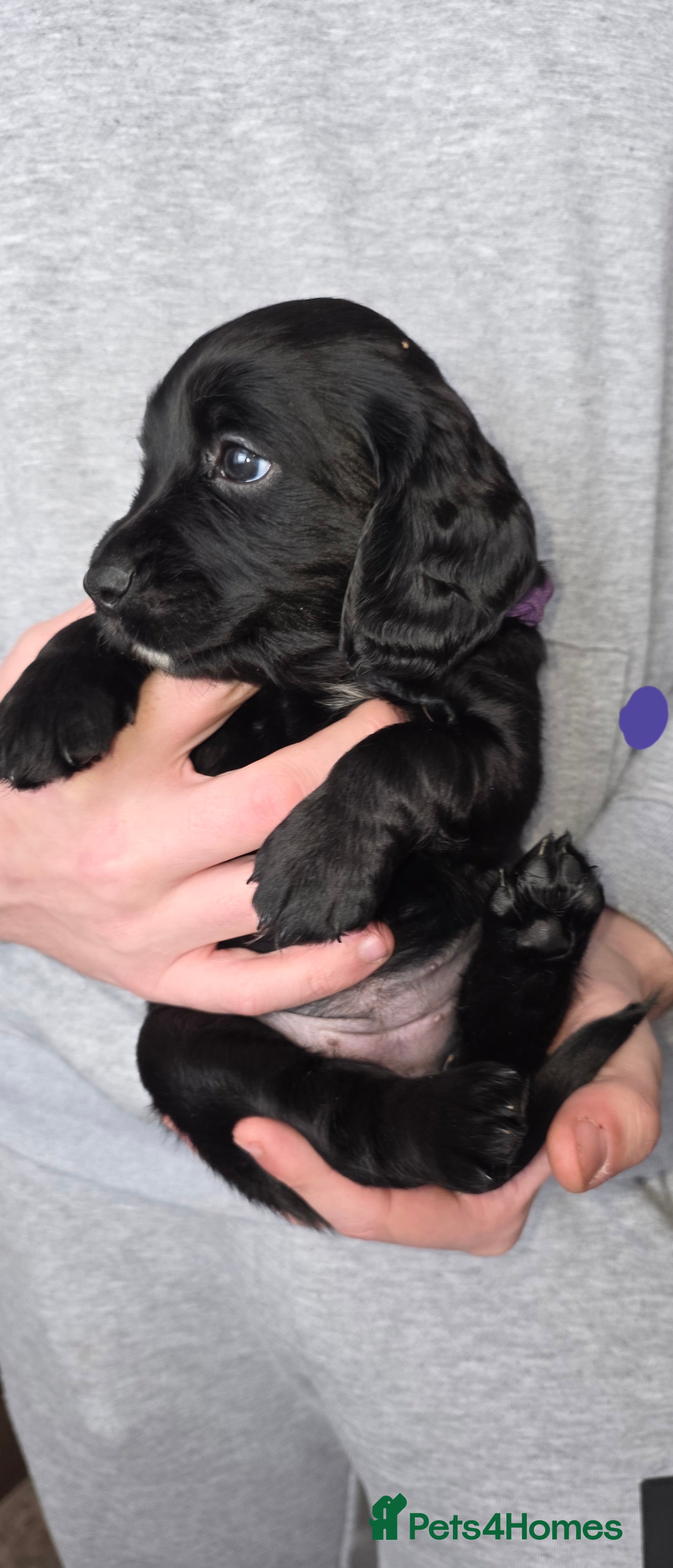 Sprocker dogs Beautiful chunky sprocker spaniel puppies  - Advert 13