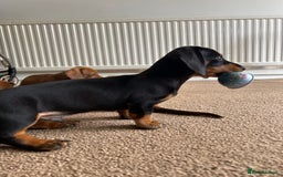 Miniature Dachshund dogs for sale: Miniature Dachshund Pups  in Banbury - Image 37