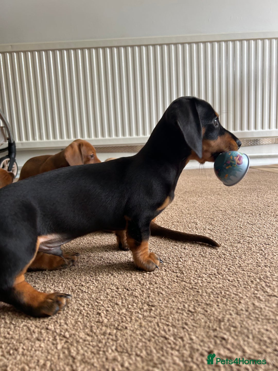 Miniature Dachshund dogs for sale: Miniature Dachshund Pups  in Banbury - Image 37