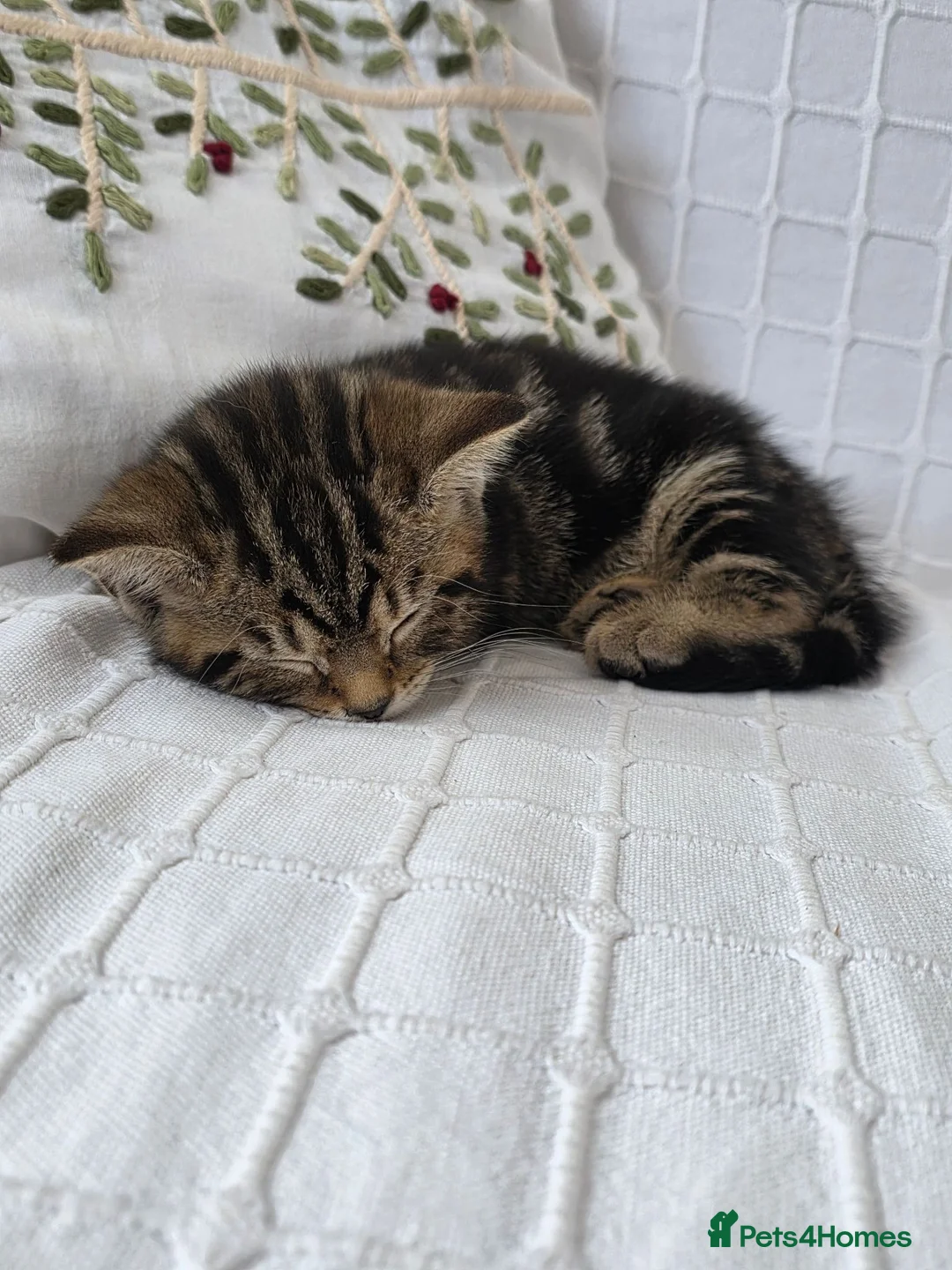 Mixed Breed cats for sale: Three Kittens for sale in London - Advert 6
