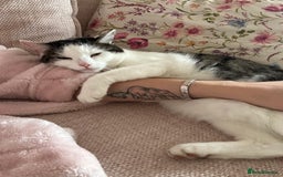 Domestic Shorthair cats for sale: Female domestic shorthair 2 years old - Image 6