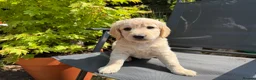 Goldendoodle dogs for sale: Beautiful Goldendoodle Puppies ready next week - Advert 4