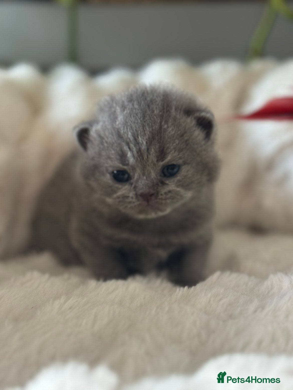 British Shorthair cats for sale: British Blue Short Hair Kittens  - Advert 3