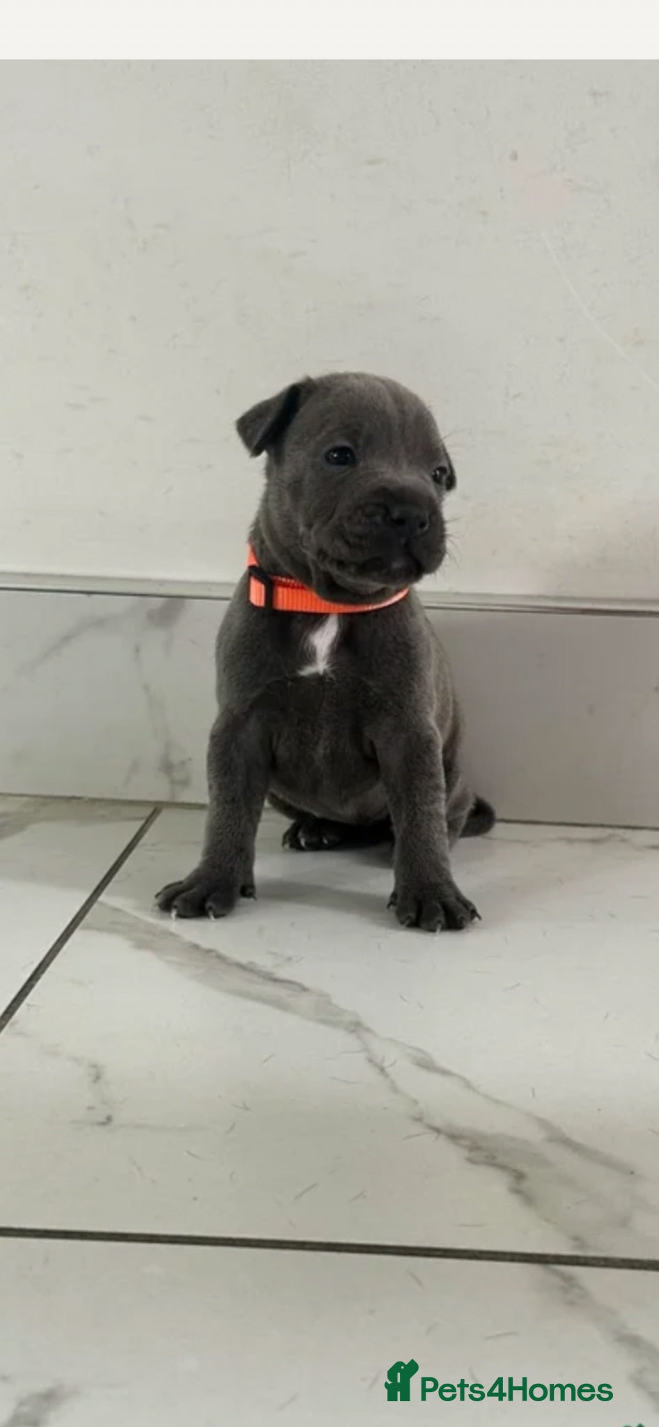 Staffordshire Bull Terrier dogs Staff puppies  - Advert 1
