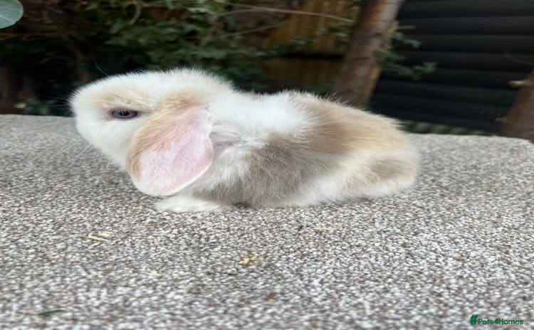 Mini Lop rabbits - Advert 13