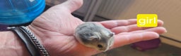 Hamster rodents for sale: Russian dwarf hamsters - Advert 7