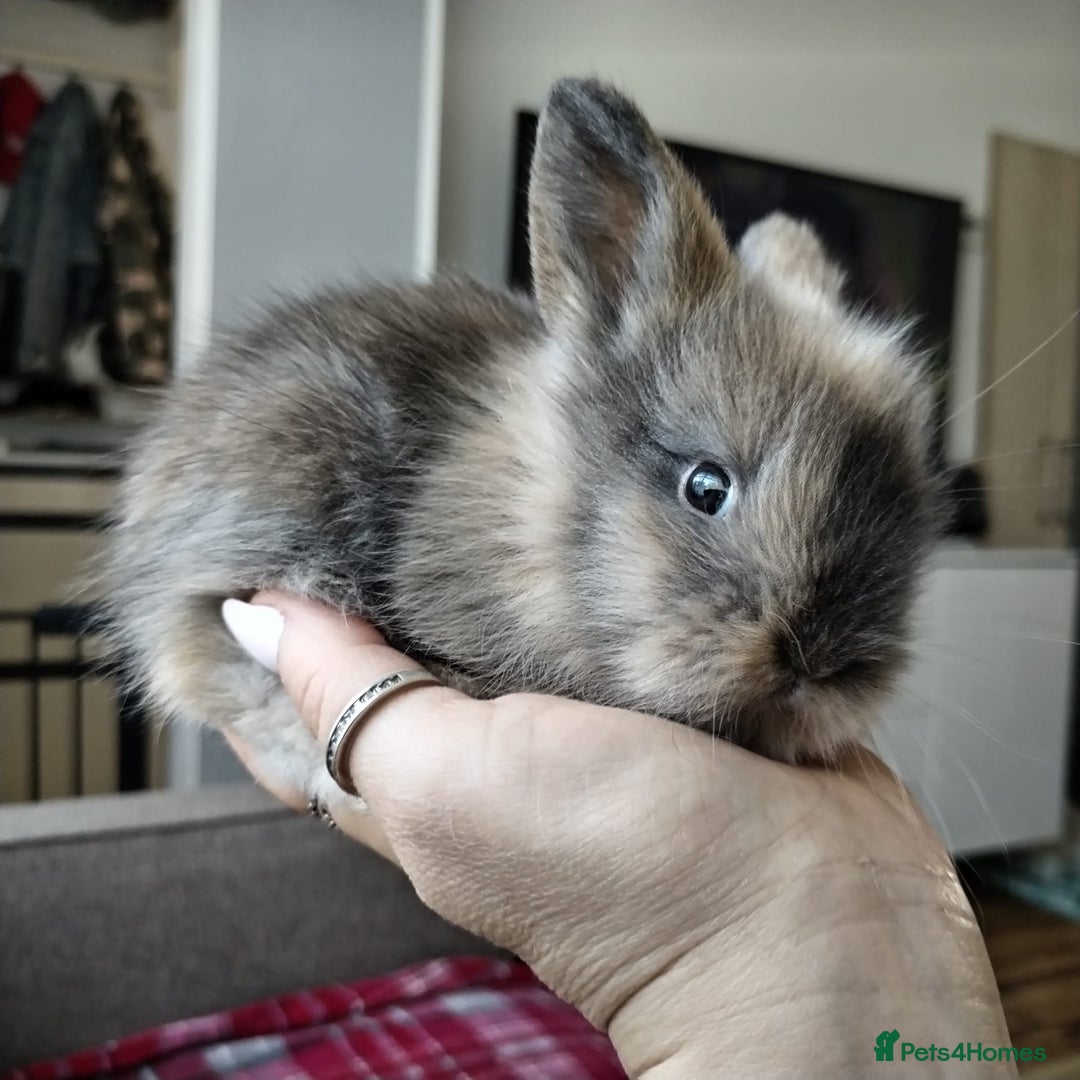 Lionhead rabbits for sale: Pure Breed Fluffy Double Mained Lionhead Boy - Image 5