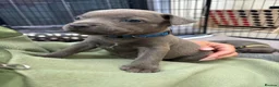 Staffordshire Bull Terrier dogs for sale: 3 Left *Avail 15th July* - Blue Staff Puppies  - Advert 20