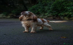 Cocker Spaniel dogs for stud: Frankie & Benny ready for stud in Blackburn - Image 6