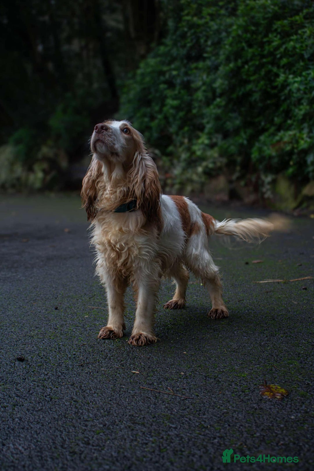 Cocker Spaniel dogs for stud: Frankie & Benny ready for stud in Blackburn - Image 6