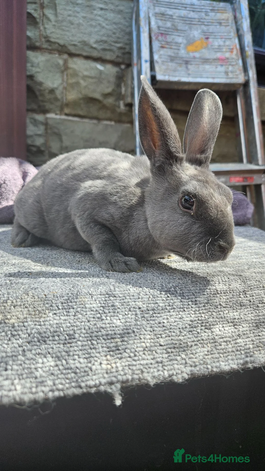 Rex rabbits for sale: Rex & Mini Rex Kits Available - Advert 2