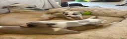 Whippet dogs for sale: Whippets  - Advert 1