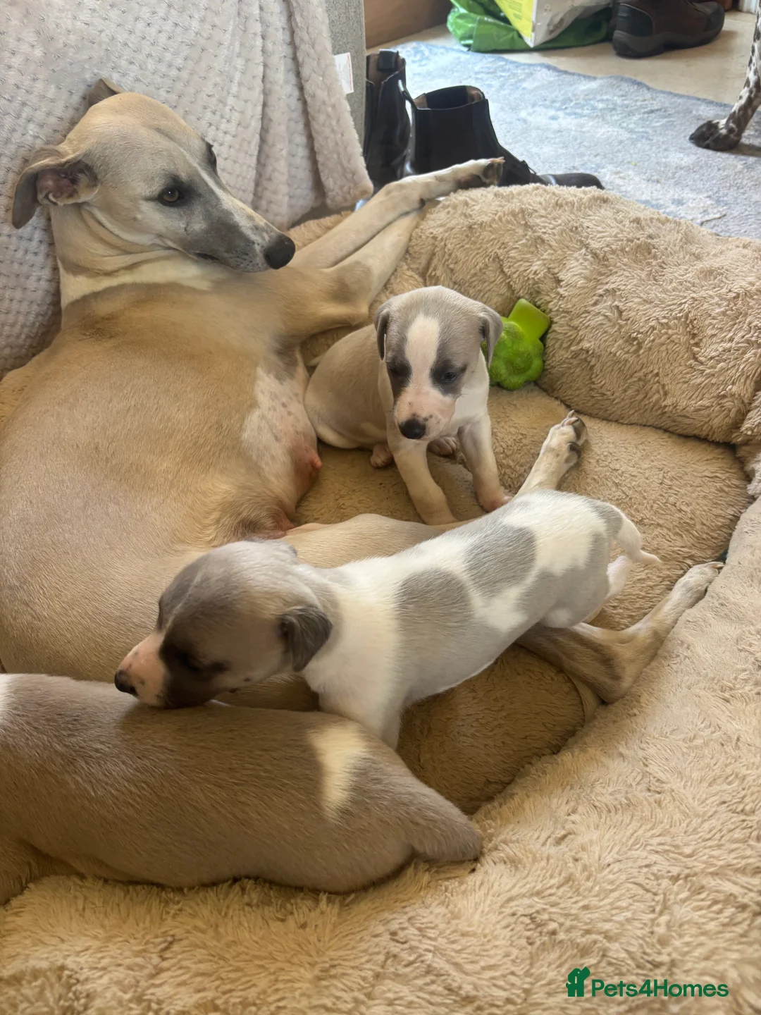Whippet dogs for sale: Whippets  - Advert 1